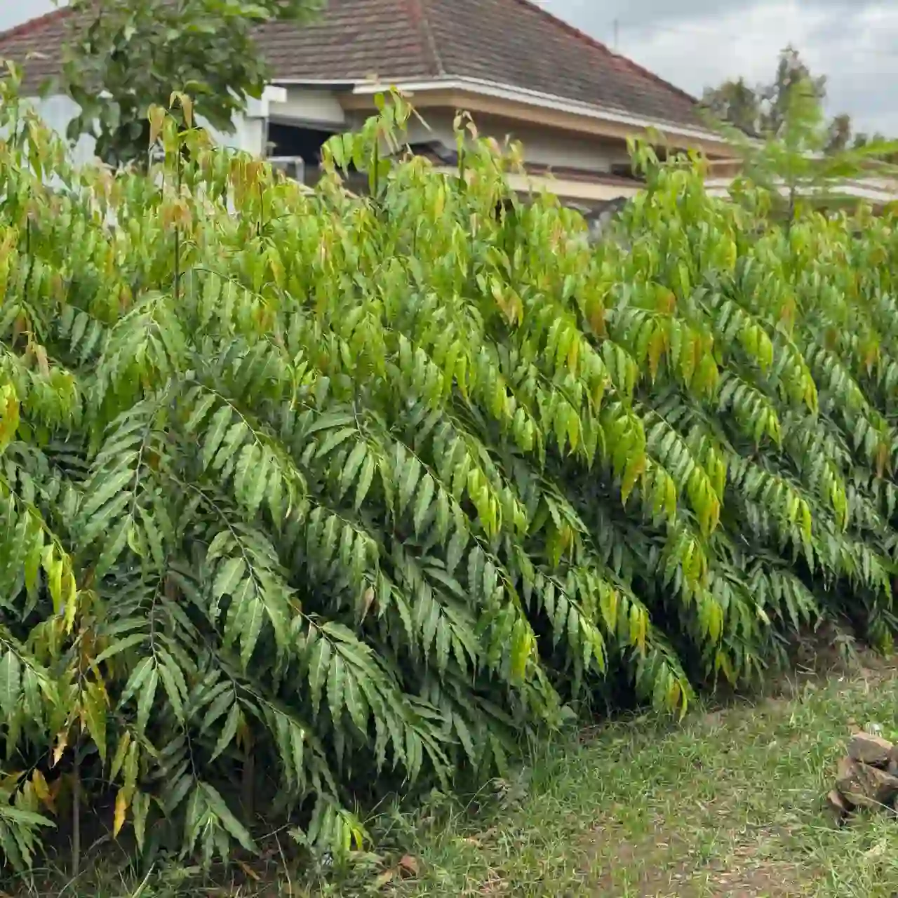 Jual pohon glodokan