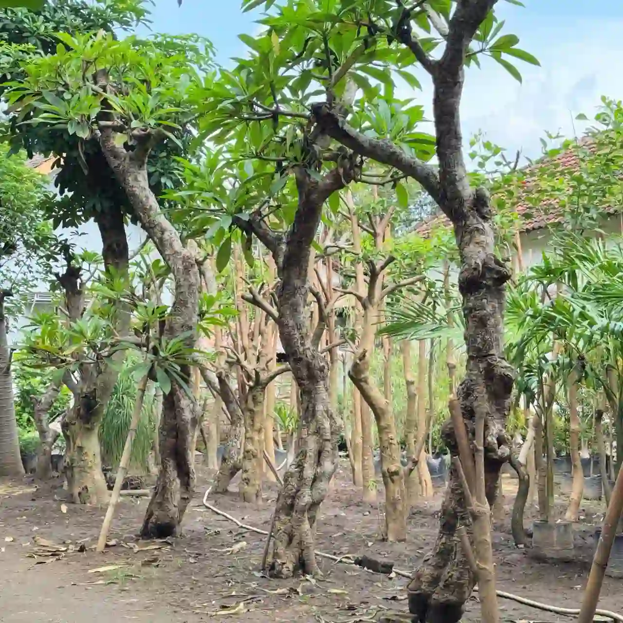 Jual pohon kamboja