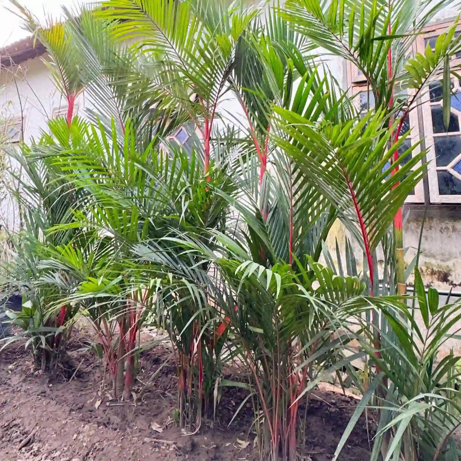 Jual pohon palm