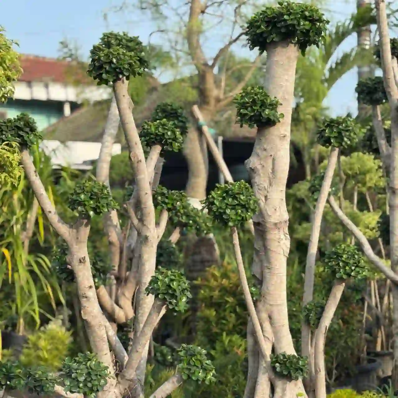 jual bonsai dolar