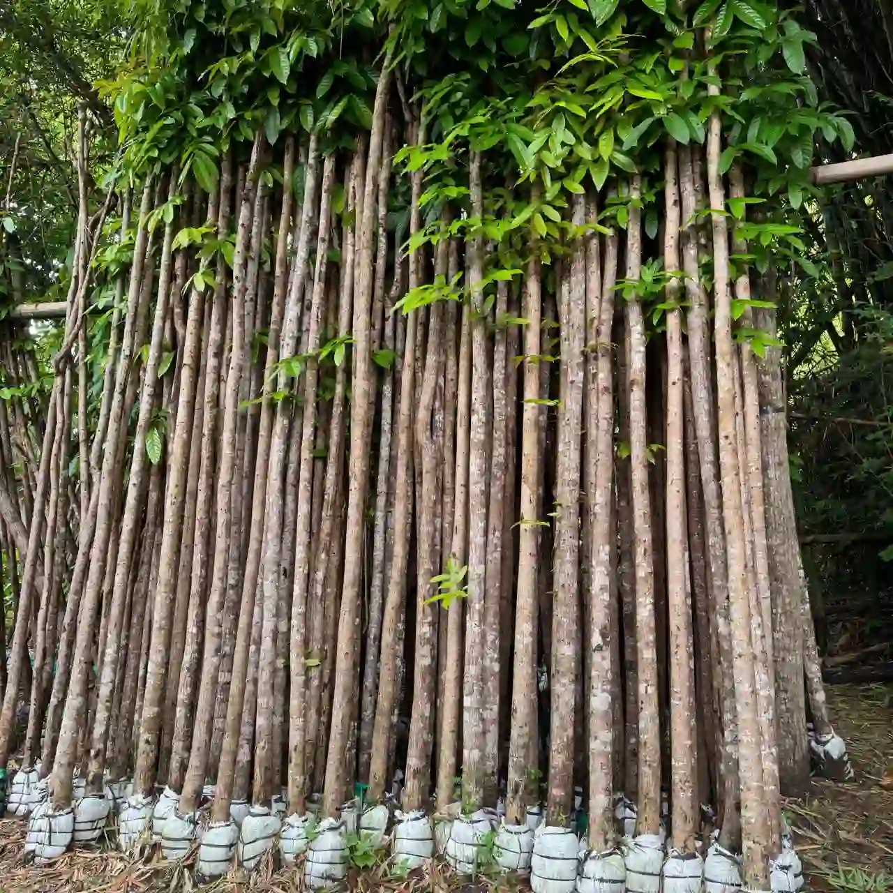 Jual pohon mahoni
